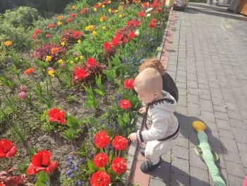 Wiosna w naszym ogrodzie i na placu zabaw - Zdjcie WhatsApp 2024-04-13 o 07